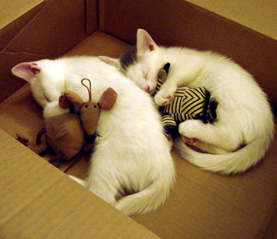 开云体育-终结者，贝弗利如何用17分钟，让西决生死战的悬念提前破晓